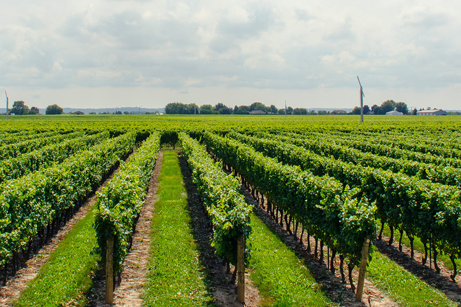 自然碳匯墾殖經營管理